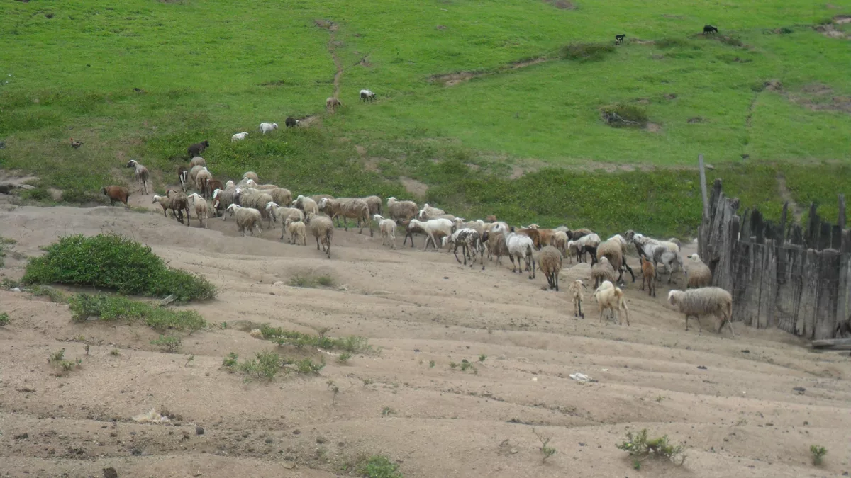 Ovelhas em fazenda na cidade de Joaíma-MG