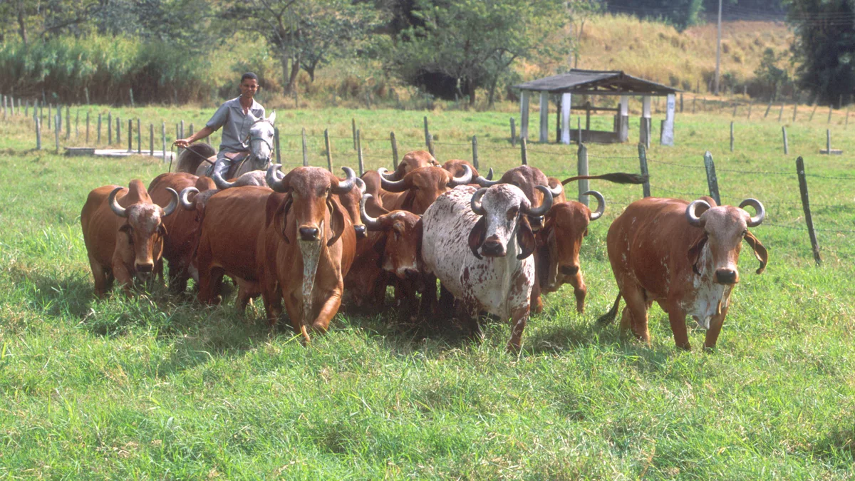 This herd of Gyr, a tropical cattle breed, is being studied as part of Labex research on cattle genetics. Above, animal caretaker José Cristiano dos Santos take