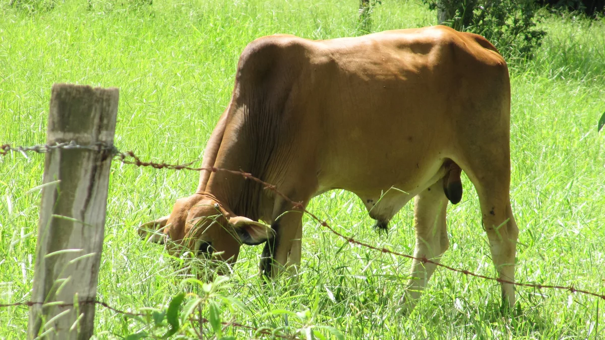 Dark yellow bull (male Bos primigenius taurus ) pasturing. Spotted in São Carlos, Brazil.