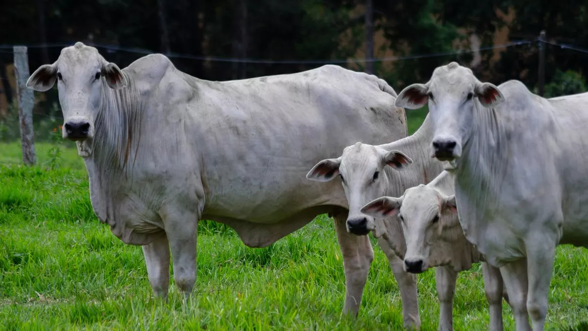 Close portrait of the head of a healthy zebu bovine, with a glossy coat around the eyes.
