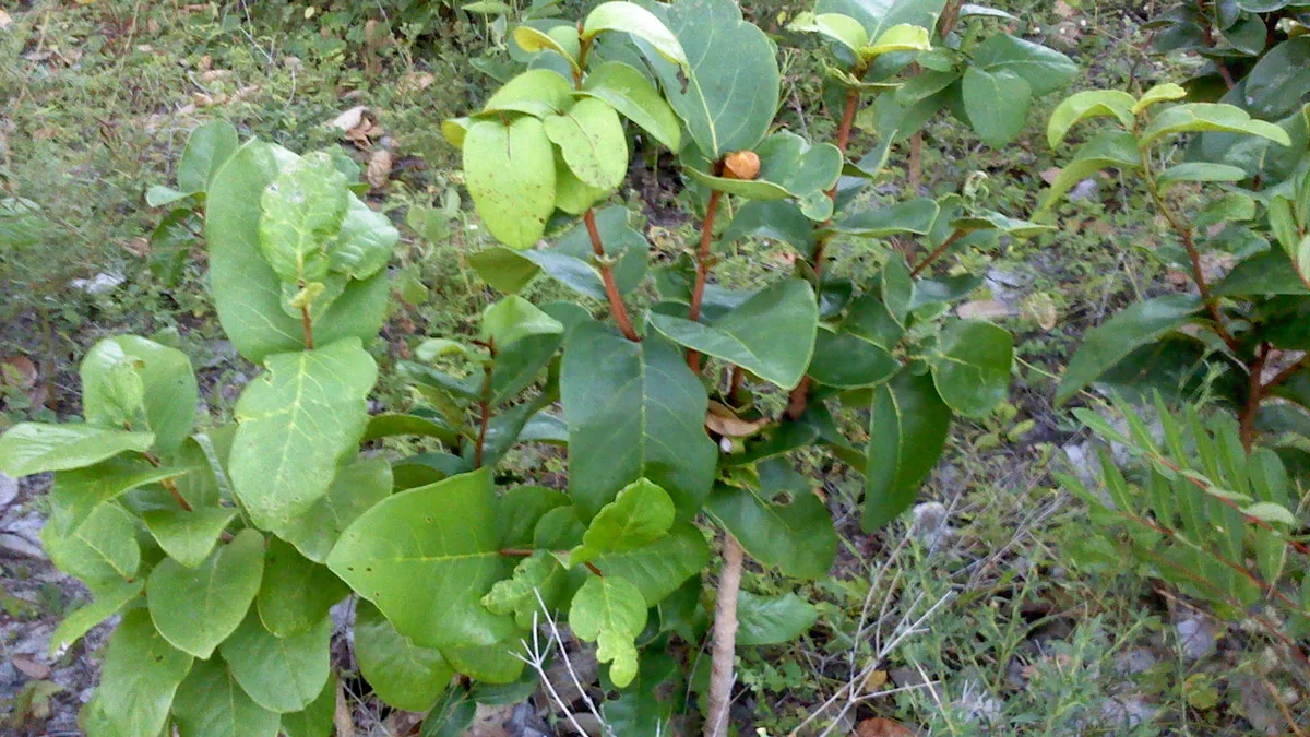 Araticum-do-brejo no cerrado de Cascavel, Ceará
