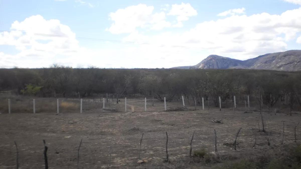 Caatinga hiperxerófila na zona rural de São Francisco do Oeste , Rio Grande do Norte , Brasil .