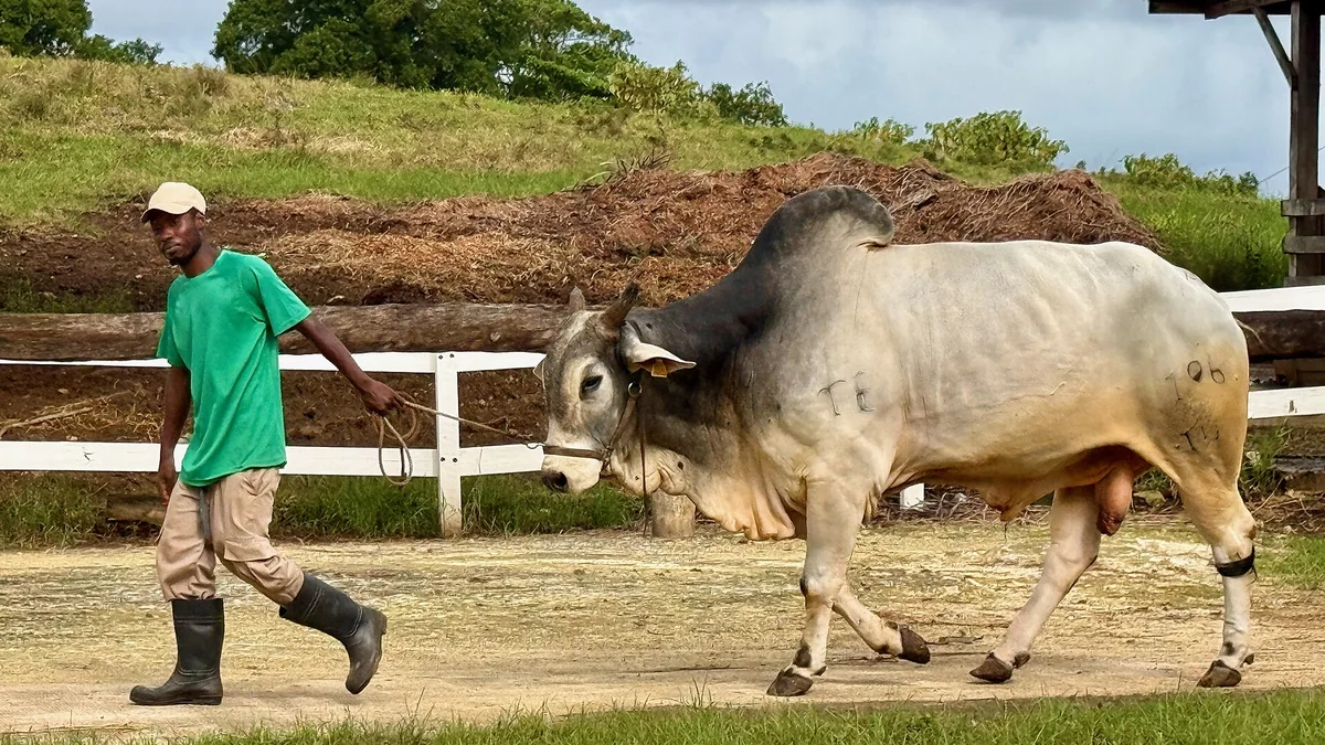 Touro zebu conduzido pelo tratador em fazenda