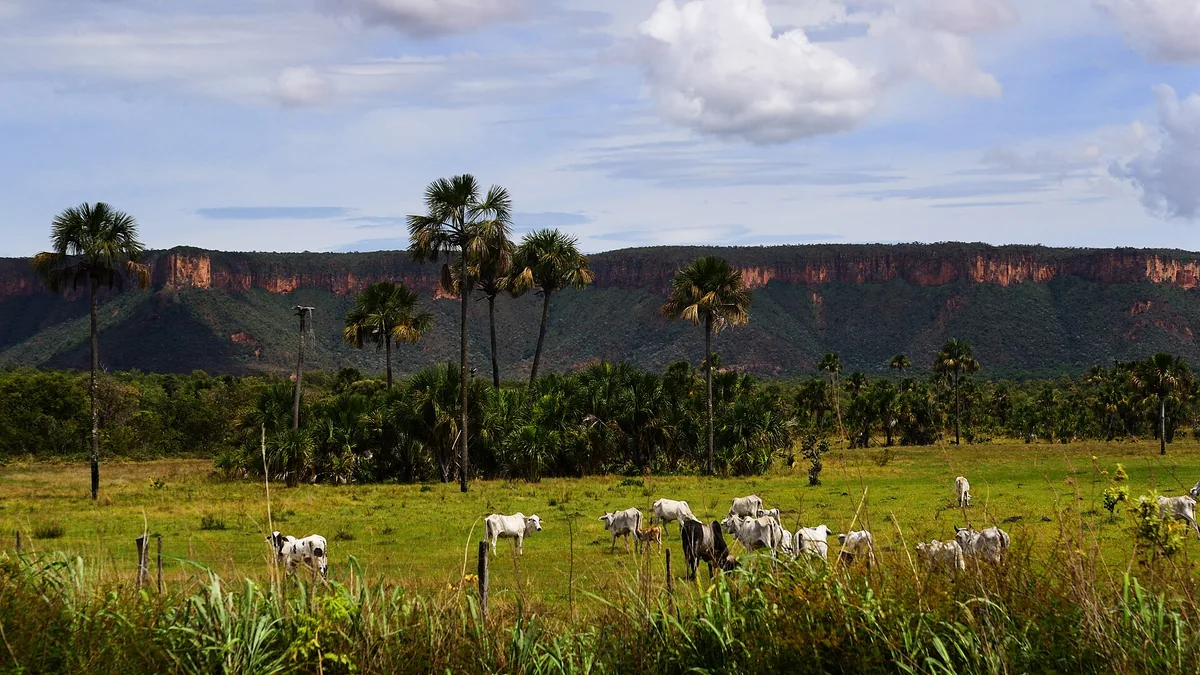 Bois nelore no pasto brasileiro, com a serra ao fundo