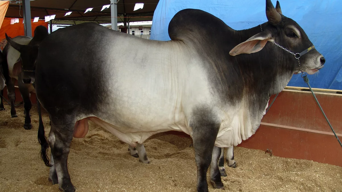 Guzerá macho em exposição na EMAPA, Avaré, Brasil