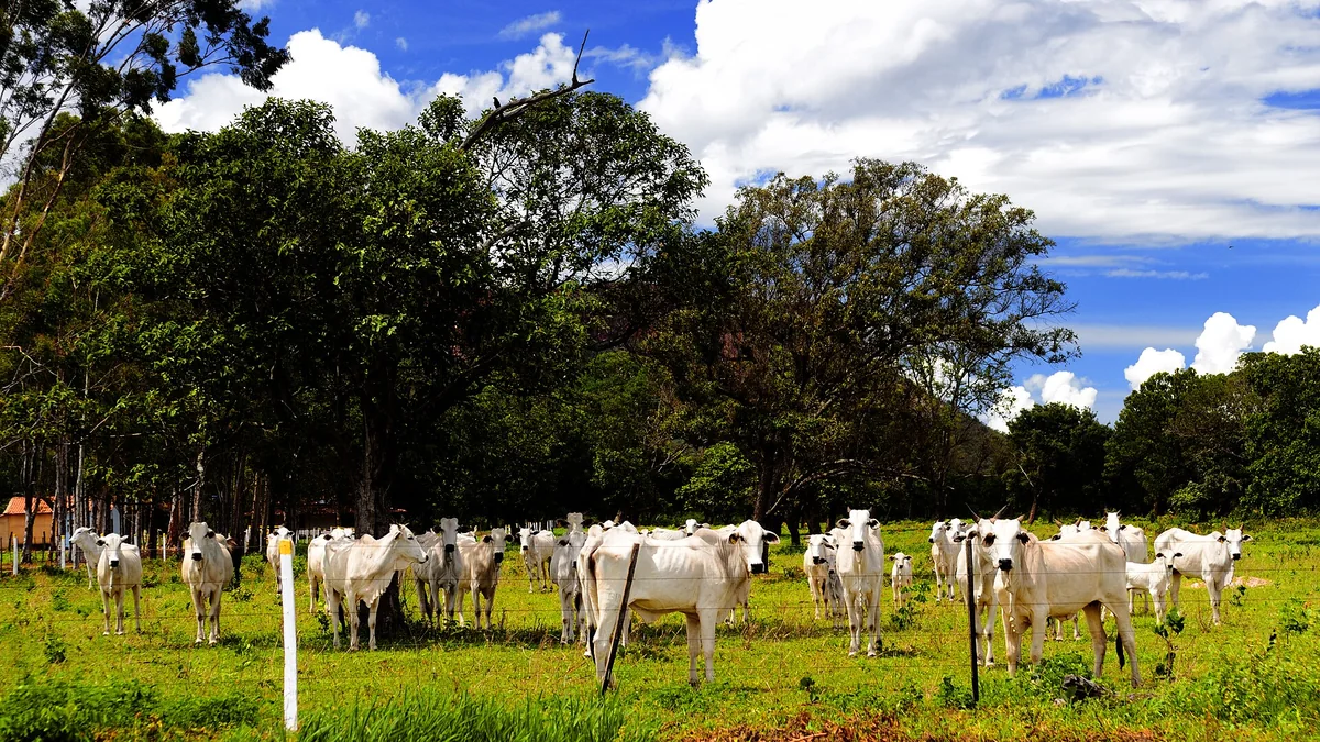 Rebanho nelore na pastagem olhando para a câmera, sob céu azul