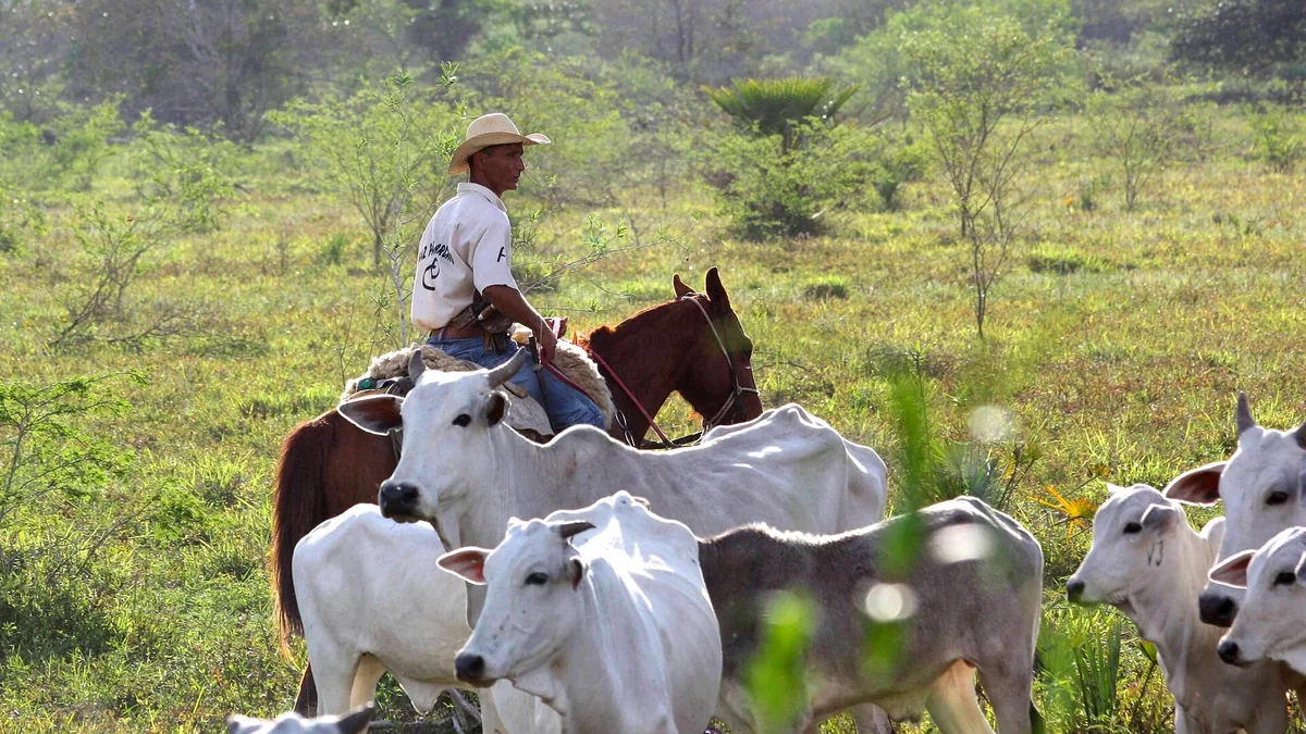 Peões conduzindo gado zebu pelo Pantanal, em Miranda