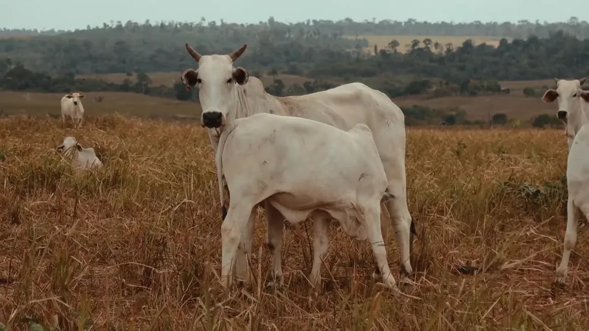 Nelores em pasto seco e dourado do semiárido