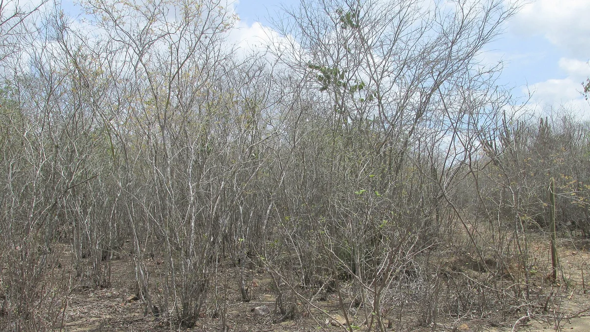Caatinga de galhos secos e claros sob céu com nuvens, no semiárido paraibano