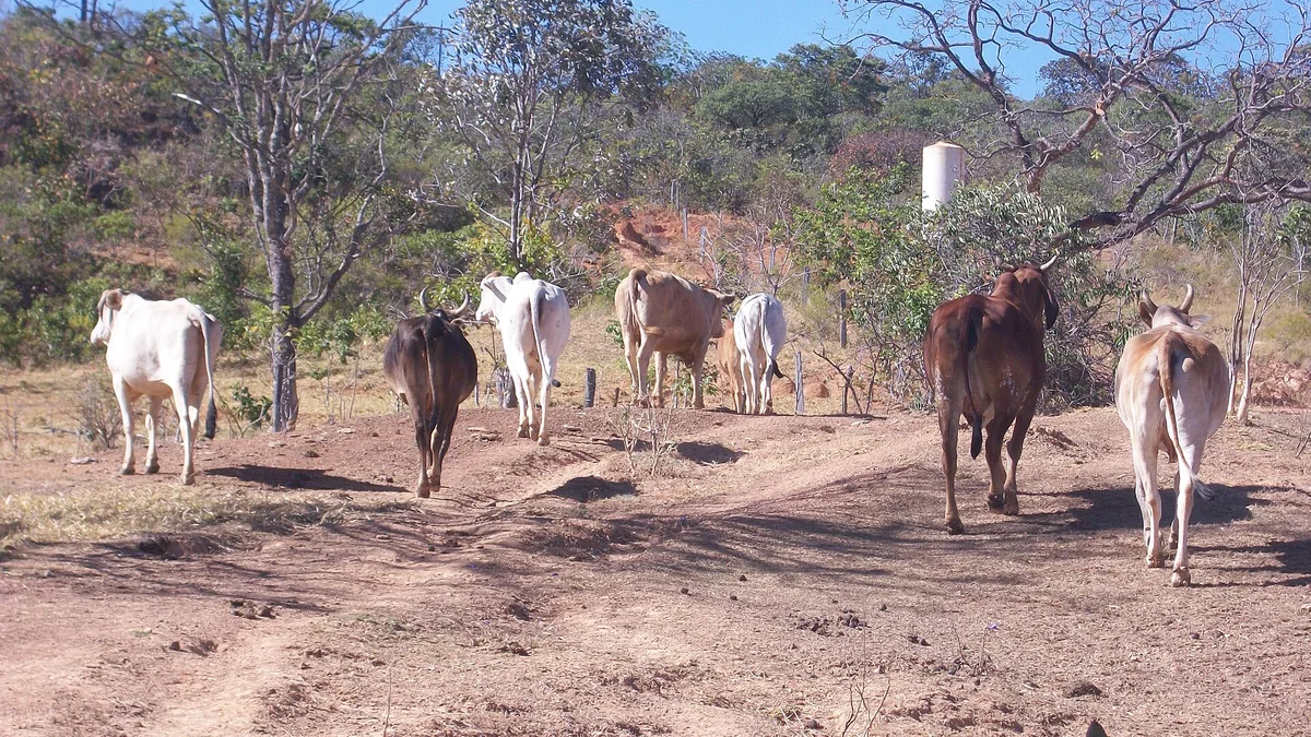 Gado mestiço caminhando por trilha de terra seca rumo ao curral