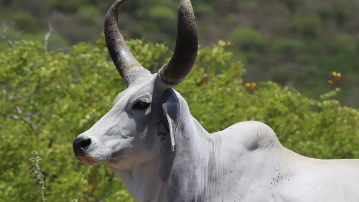 Gado guzerá, com marca de ferro na Fazenda Carnaúba, em Taperoá , na Paraíba , dos parentes de Ariano Suassuna . O animal está marcado com ferrete em estilo arm