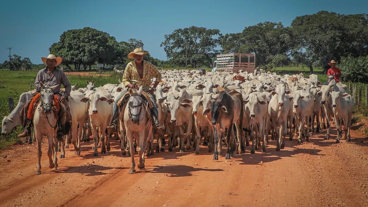 Vaqueiros conduzindo grande boiada de nelores por estrada de terra vermelha