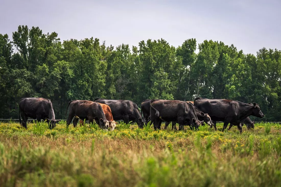 Angus herd grazing tall pasture with woodland behind