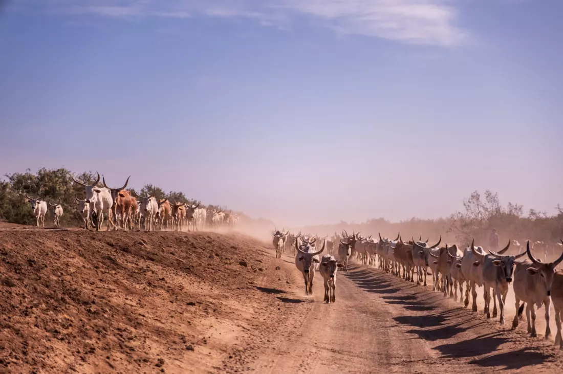 Cattle drive on a dirt road, raising dust