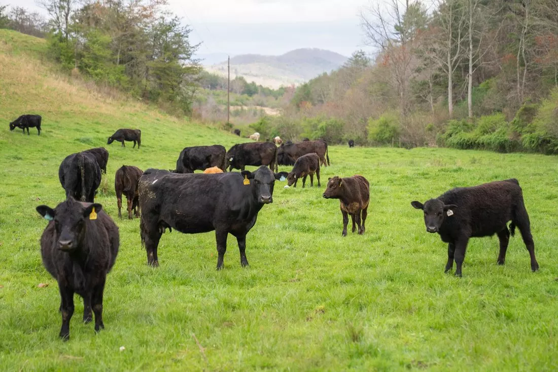 Angus cows and calves on green hillside pasture