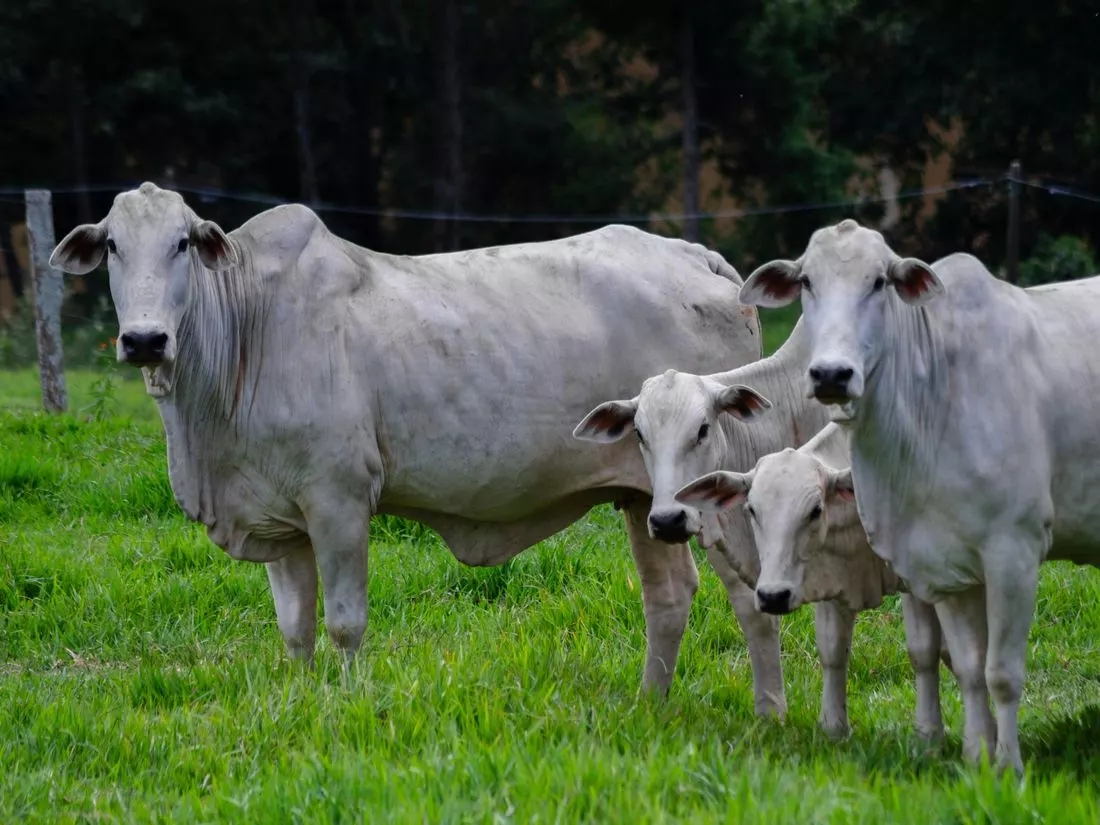 Nelore cattle on farm pasture, facing the camera