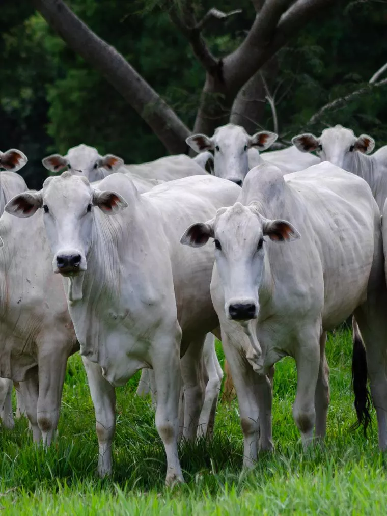 Nelore cattle facing the camera out on pasture