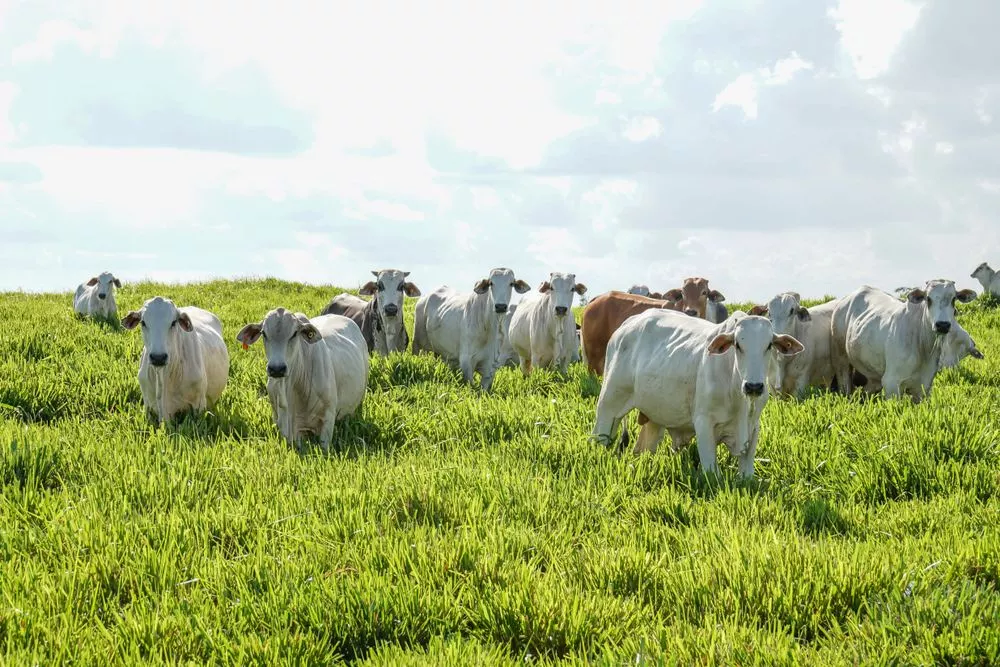 Nelore herd on tall pasture under open sky