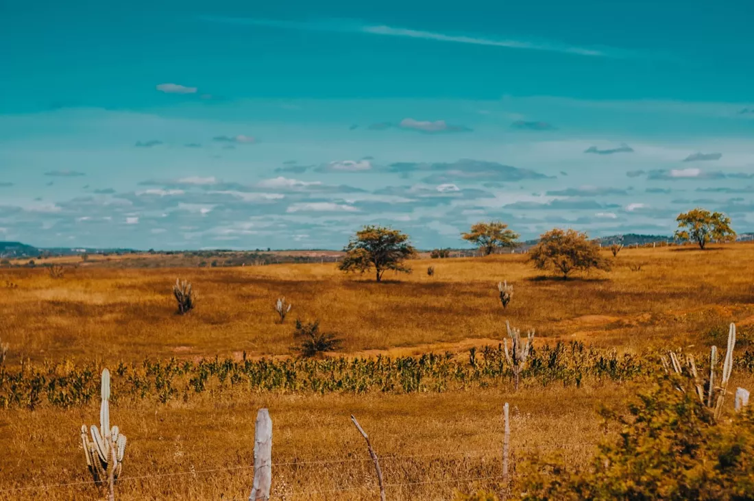 Northeastern sertão with mandacaru cactus