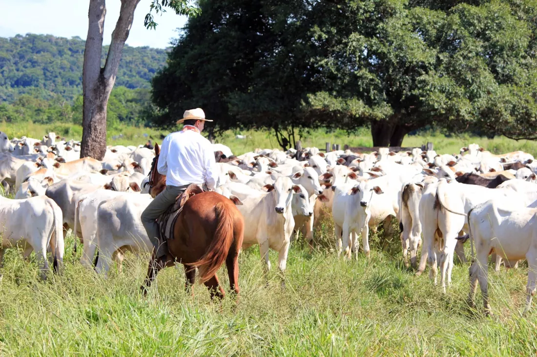 Vaqueiro moving a Nelore herd on pasture